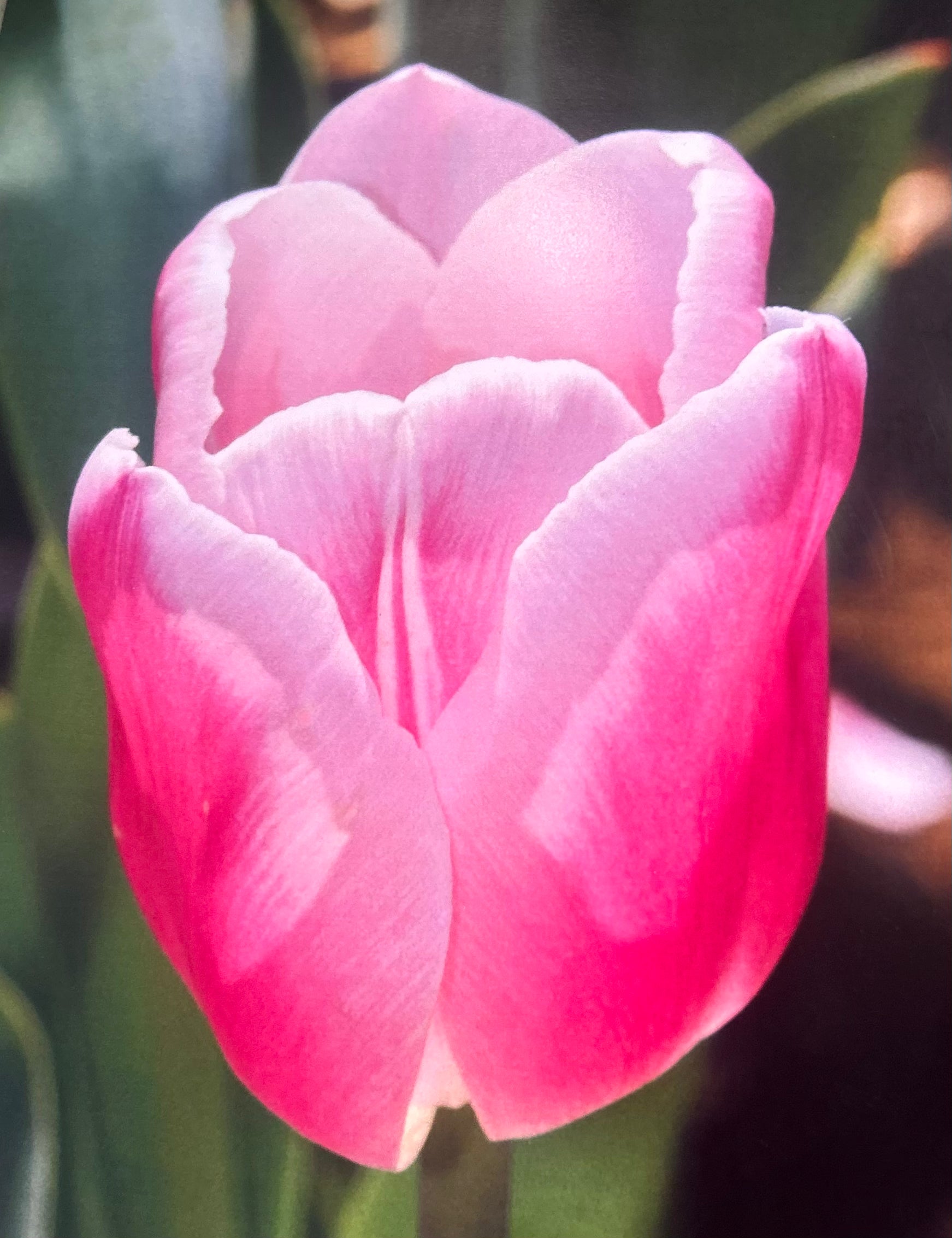 A close-up of a single pink tulip in bloom, grown from The Graceful Stem Tulip Bulbs, symbolizes hope and renewal with soft light and blurred green leaves in the background—an inspiring reminder of the beauty that flourishes from fall planting or when supporting breast cancer donation initiatives.