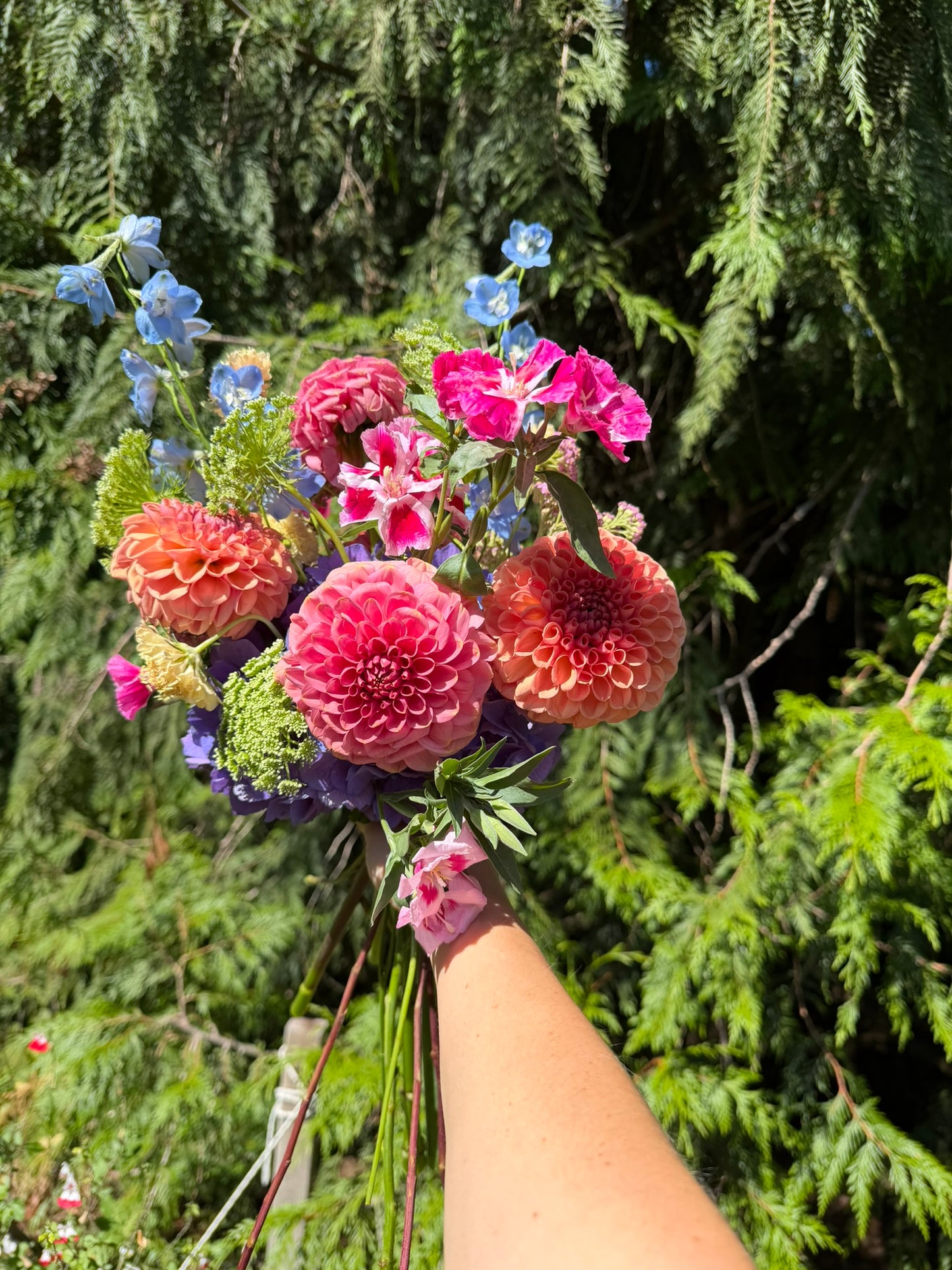 A hand holds The Graceful Stem’s Gracefully Hand-Tied Bouquet, a colorful arrangement of fresh flowers featuring pink dahlias and blue delphiniums, set against a backdrop of lush green foliage.